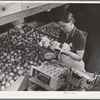 Wrapping and packing tomatoes. Imperial County, California