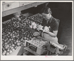 Wrapping and packing tomatoes. Imperial County, California