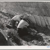 Imperial County, California. Pruning tomato plants. Pruning and vegeation protect the delicate tomato plants from sun and wind. Pruning makes the tomato plants produce longer