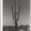 Saguaro cactus in the desert. Yuma County, Arizona