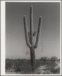 Saguaro cactus in the desert. Yuma County, Arizona