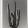 Top of Saguaro cactus in the desert. Yuma County, Arizona
