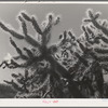 Buckhorn cactus in desert. Yuma County, Arizona