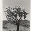 Buckhorn cactus in desert. Yuma County, Arizona