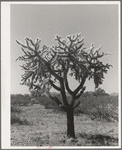Buckhorn cactus in desert. Yuma County, Arizona