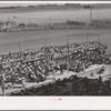 Schoolchildren's victory chorus at the Imperial County Fair, California