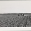 Planting. Yuma County, Arizona
