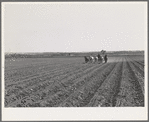 Planting. Yuma County, Arizona