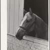 Horse. Imperial County Fair, California