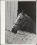 Horse. Imperial County Fair, California