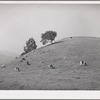 San Benito County, California. Cattle grazing in the foothills