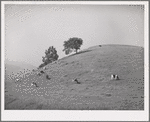 San Benito County, California. Cattle grazing in the foothills