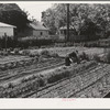 Turlock, California. Housewife working in her vegetable garden