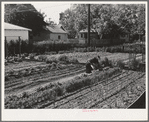 Turlock, California. Housewife working in her vegetable garden