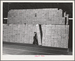 Turlock, California. Cans which will contain dehydrated cabbage