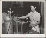 Putting inert gas into cans of dehydrated cabbage which will be hermetically sealed