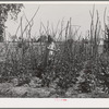 Daughter of agricultural worker in her family's garden at the FSA (Farm Security Administration) farm workers community. Yuba City, California