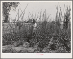 Daughter of agricultural worker in her family's garden at the FSA (Farm Security Administration) farm workers community. Yuba City, California