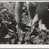 Agricultural worker weeds beans in her garden at the FSA (Farm Security Administration) farm workers community. Yuba City, California