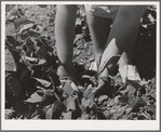Agricultural worker weeds beans in her garden at the FSA (Farm Security Administration) farm workers community. Yuba City, California