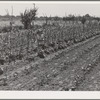Garden of agricultural worker living at the FSA (Farm Security Administration) farm workers community. Yuba City, California