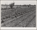 Garden of agricultural worker living at the FSA (Farm Security Administration) farm workers community. Yuba City, California