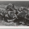 Jimmy Lee Shadd in his mother's cabbage patch at the FSA (Farm Security Administration) farm workers community. Gridley, California