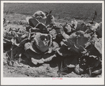 Jimmy Lee Shadd in his mother's cabbage patch at the FSA (Farm Security Administration) farm workers community. Gridley, California