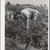 Mrs. Zenith Prothero weeds her tomato plants at the FSA (Farm Security Administration) farm workers community. Yuba City, California