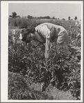 Mrs. Zenith Prothero weeds her tomato plants at the FSA (Farm Security Administration) farm workers community. Yuba City, California
