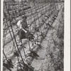 William Ollar with his Kentucky Wonder Pole beans. FSA (Farm Security Administration) farm workers community. Yuba City, California