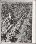 William Ollar with his Kentucky Wonder Pole beans. FSA (Farm Security Administration) farm workers community. Yuba City, California