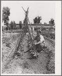 William Ollar with his Kentucky Wonder Pole beans. FSA (Farm Security Administration) farm workers community. Yuba City, California