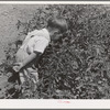 Donnie Martin hunts for bugs on the tomato plants in his mother's garden at the FSA (Farm Security Administration) farm workers community. Yuba City, California