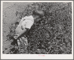 Donnie Martin hunts for bugs on the tomato plants in his mother's garden at the FSA (Farm Security Administration) farm workers community. Yuba City, California