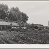 Agricultural workers in gardens in rear of apartment building at the FSA (Farm Security Administration) farm workers community. Yuba City, California