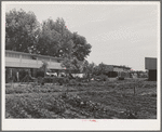 Agricultural workers in gardens in rear of apartment building at the FSA (Farm Security Administration) farm workers community. Yuba City, California