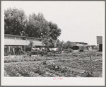 Agricultural workers in gardens in rear of apartment building at the FSA (Farm Security Administration) farm workers community. Yuba City, California