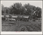 Agricultural workers in garden in rear of apartment building at the FSA (Farm Security Administration) farm workers community. Yuba City, California