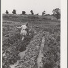 Children working in garden at the FSA (Farm Security Administration) farm workers community. Yuba City, California. Each family has its own garden