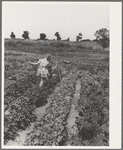 Children working in garden at the FSA (Farm Security Administration) farm workers community. Yuba City, California. Each family has its own garden