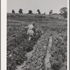 Children working in garden at the FSA (Farm Security Administration) farm workers community. Yuba City, California. Each family has its own garden