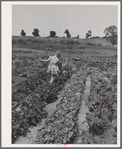 Children working in garden at the FSA (Farm Security Administration) farm workers community. Yuba City, California. Each family has its own garden