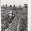 Children working in garden at the FSA (Farm Security Administration) farm workers community. Yuba City, California. Each family has its own garden