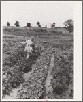 Children working in garden at the FSA (Farm Security Administration) farm workers community. Yuba City, California. Each family has its own garden