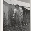 Agricultural worker in her flower garden, FSA (Farm Security Administration) farm workers community. Yuba City, California. She and her family live in one of the metal shelters