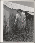 Agricultural worker in her flower garden, FSA (Farm Security Administration) farm workers community. Yuba City, California. She and her family live in one of the metal shelters