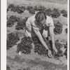 Strawberry bed in garden of agricultural worker living at the FSA (Farm Security Administration) farm workers community. Gridley, California