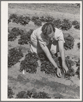 Strawberry bed in garden of agricultural worker living at the FSA (Farm Security Administration) farm workers community. Gridley, California