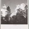 Shasta County, California. Trees and clouds